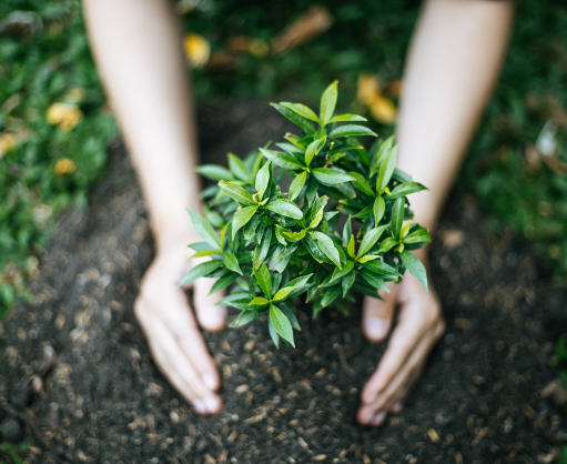 A Commitment to Sustainability